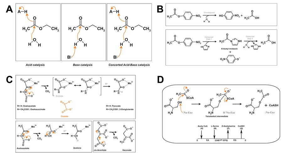 Examples of enzyme catalytic mechanisms (acid–base, covalent, metal ion, transition-state stabilization)