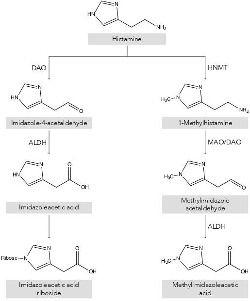 Histamine metabolism pathways: one via diamine oxidase and the other via histamine N-methyltransferase.