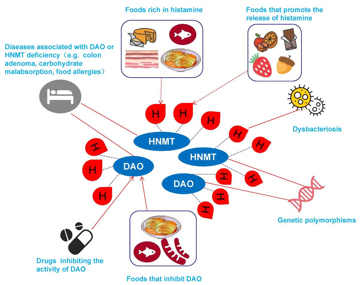 The causes of histamine intolerance include food intake, diseases, dysbacteriosis, genetic polymorphisms, and drugs.