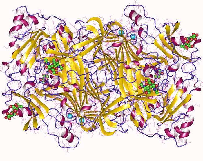 Diamine oxidase homodimer with 10 NAG, 4 Ca (l) and 2 Cu (II).