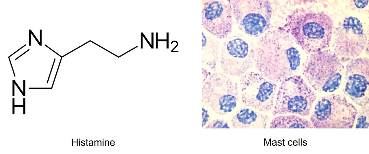 Mast cells can produce histamine.