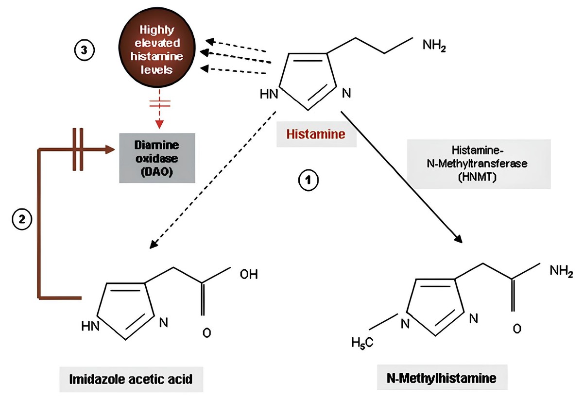 Pathway of histamine degradation.