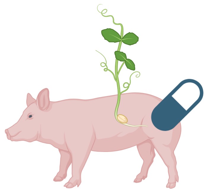 Diamine oxidase supplements are derived from porcine kidney extract and pea sprouts.