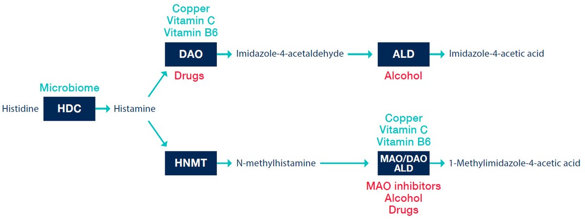 Histamine metabolism in the human body.