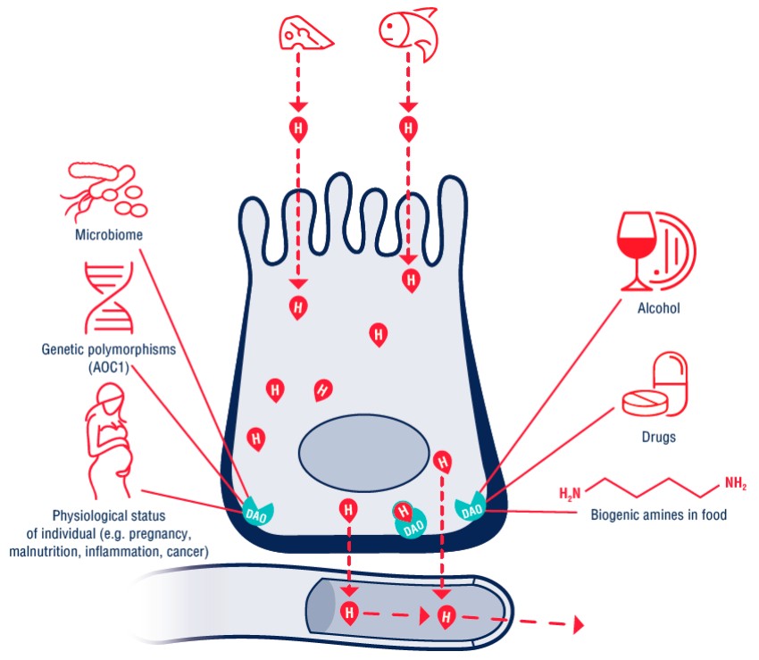 The function of diamine oxidase in enterocytes and factors influencing DAO activity: microbiome, genetic polymorphisms, physiological status, alcohol, drugs, and biogenic amines in food.