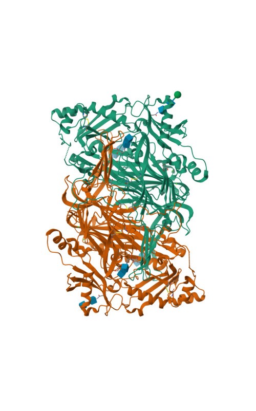 Diamine Oxidase