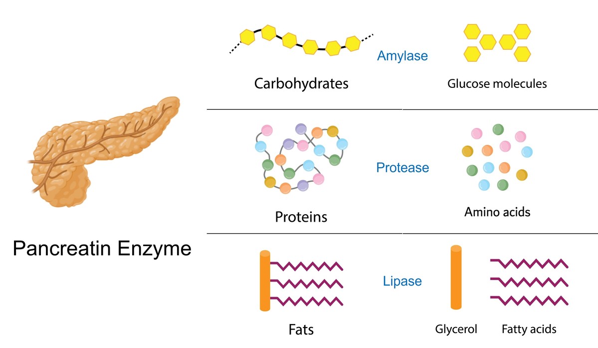 Pancreatin is derived primarily from the pancreas and consists of protease, amylase, and lipase.