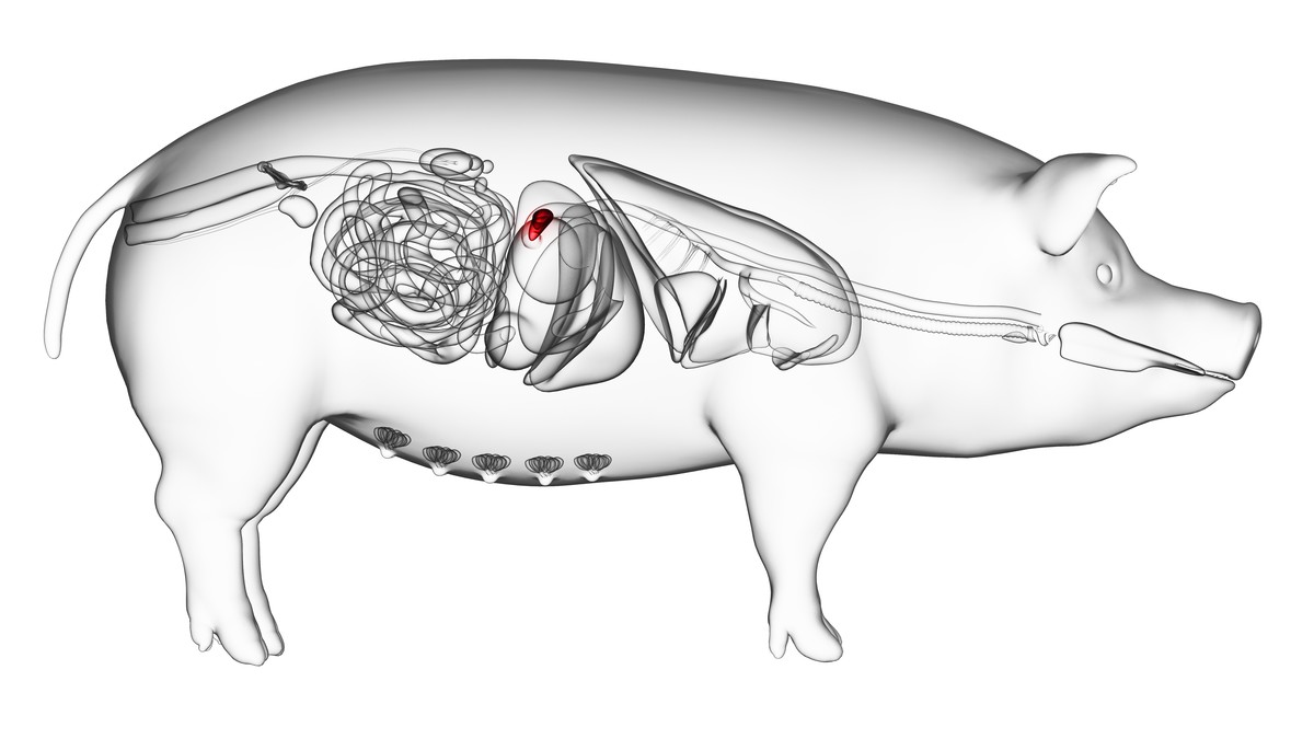 Most pancreatin supplements are derived from porcine sources.
