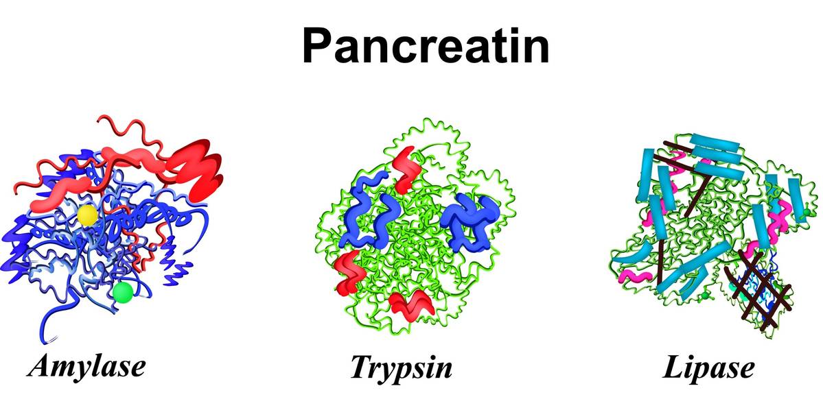 The structures of amylase, trypsin, and lipase , the main components of pancreatin.