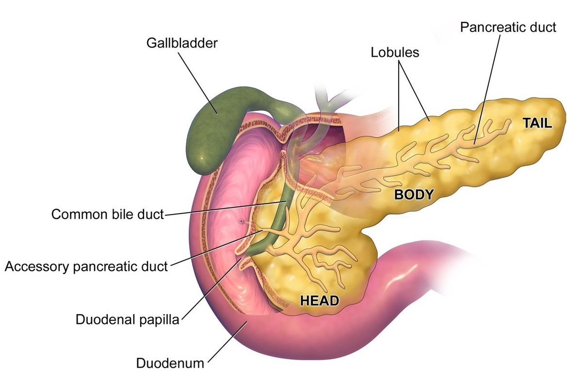 The structure of human pancreas and gallbladder.