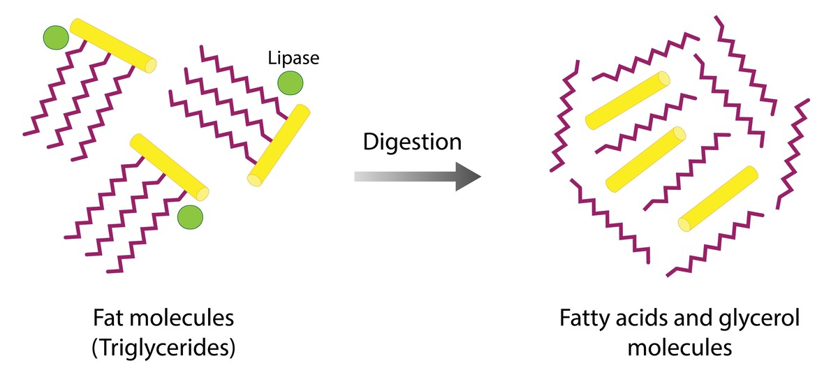 The mechanism of lipid digestion.