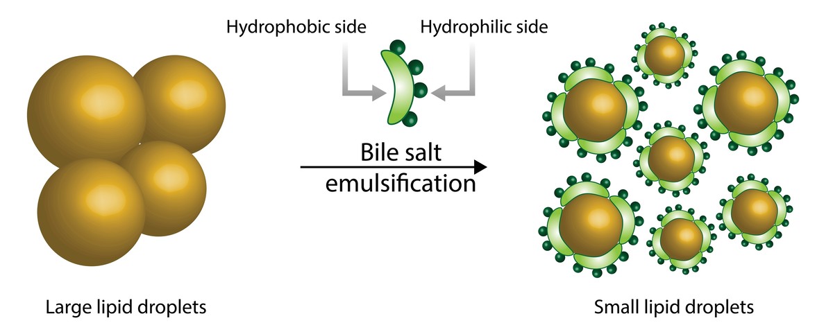 Bile salts play a crucial role in lipid emulsification.