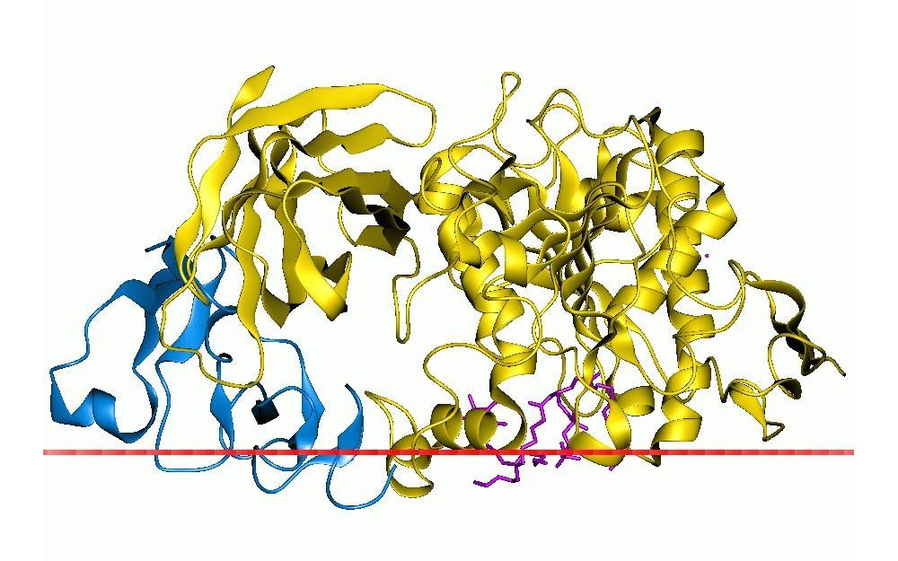 Pancreatin