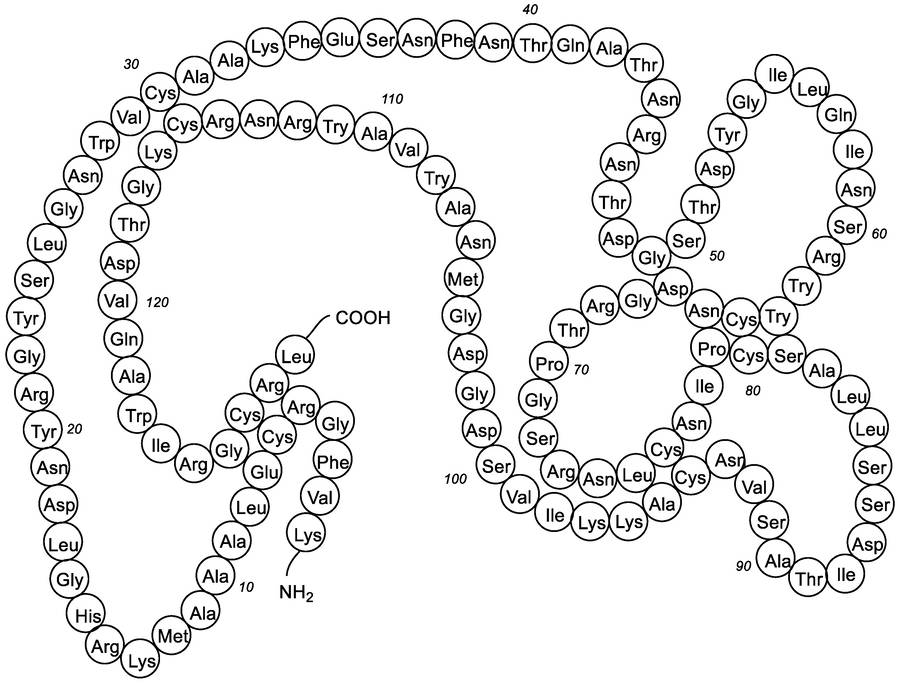 Structure of lysozyme.