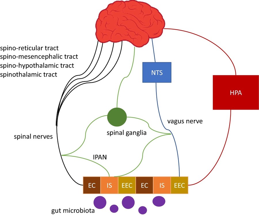 Gut-nerve axis and inflammation.