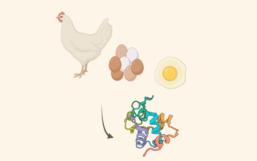 Lysozyme Insights