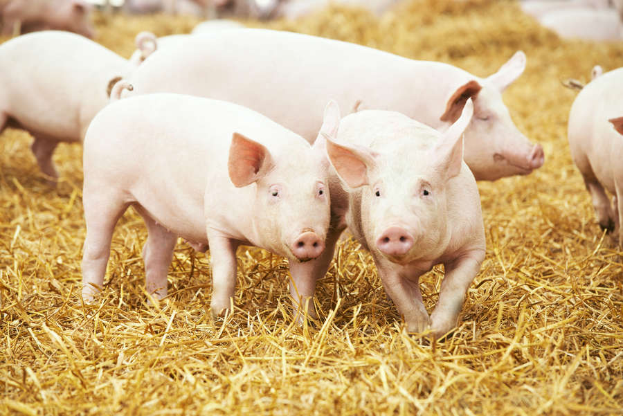 Application of capsicum extract in swine feed to enhance performance.