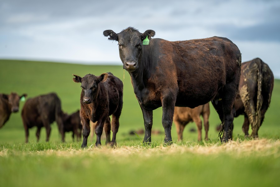 Benefits of capsicum extract supplementation in ruminant nutrition.