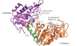 Structure of PGK.