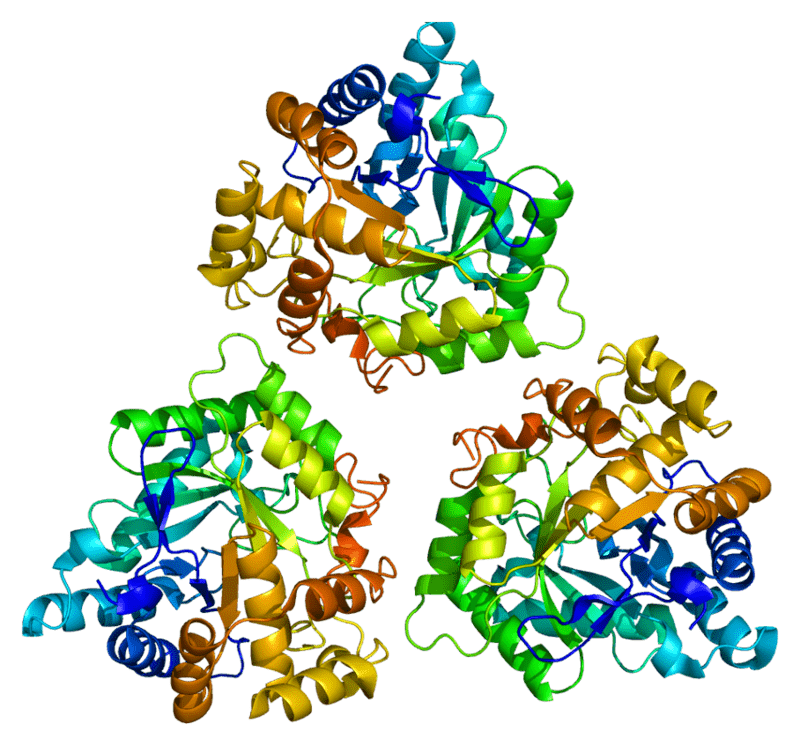 3α-Hydroxysteroid Dehydrogenase