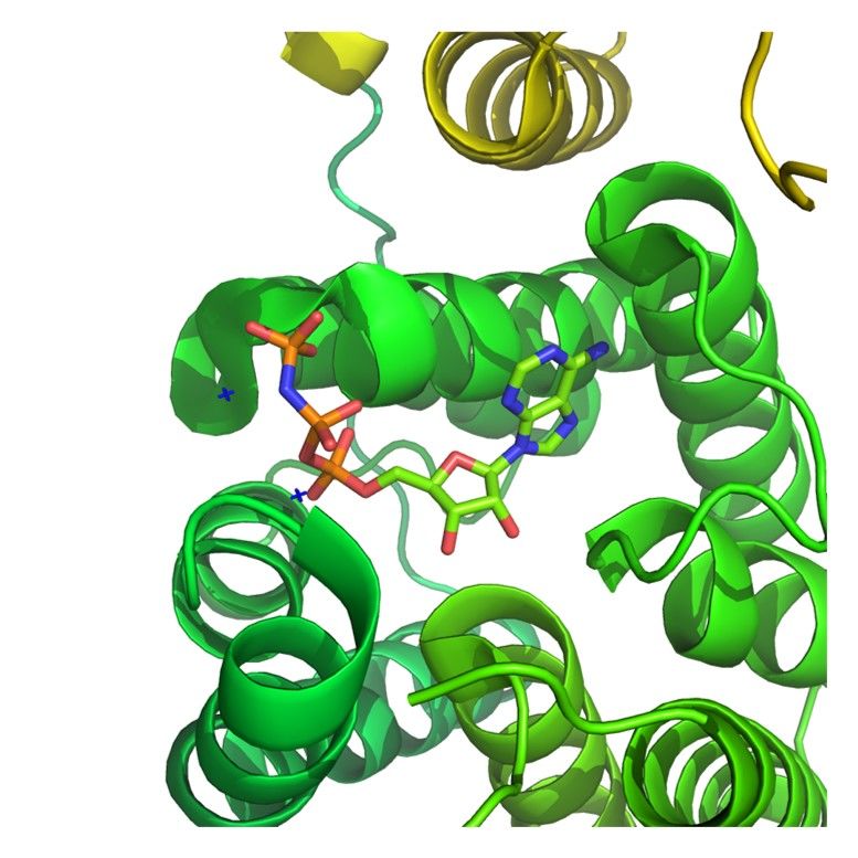 Design and construction of kinase substrate libraries