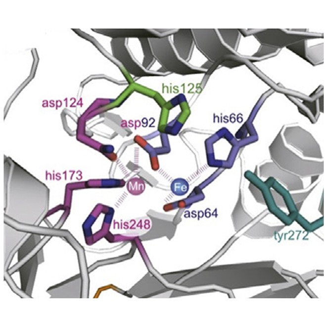 Design and construction of phosphatase substrate library (adapted from Kramer, 2016)