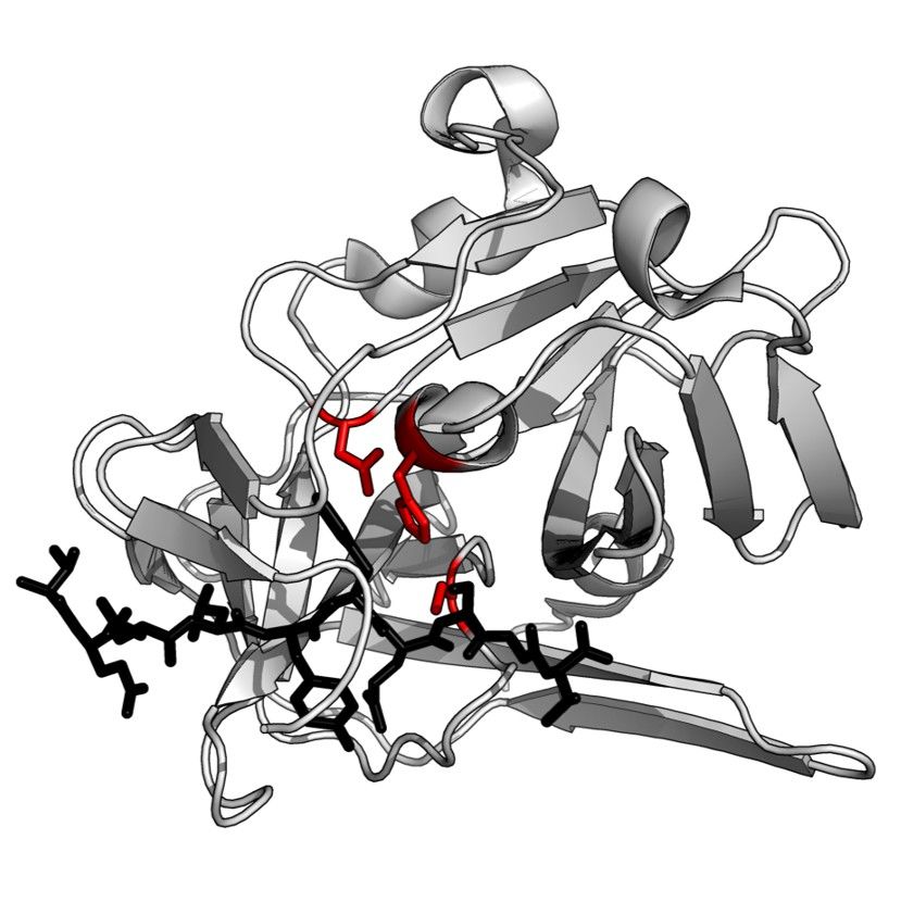 Design and construction of protease substrate library