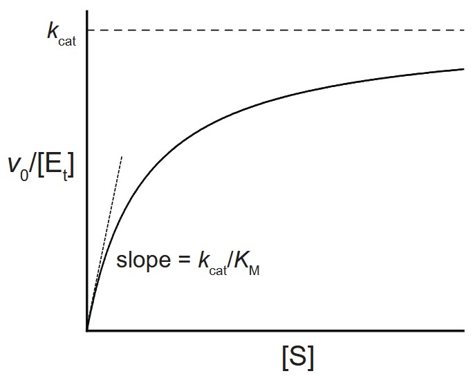 Graph illustrating catalytic efficiency to identify the optimal enzymatic substrate