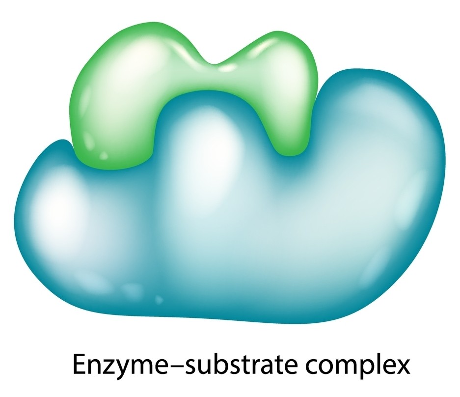 Structural representation of an enzyme–substrate complex
