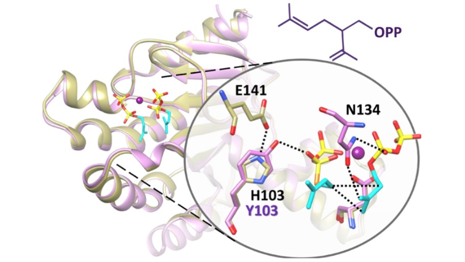 Crystal structure of Z,Z-farnesyl diphosphate synthase with proposed condensation function (Chan et al., 2017)