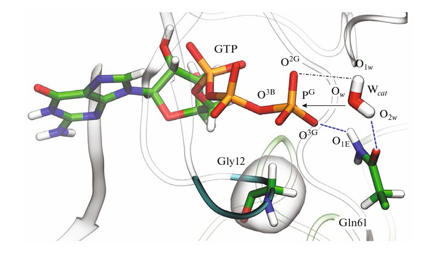 Molecular dynamics simulation of enzyme–substrate complexes in GTP-binding proteins