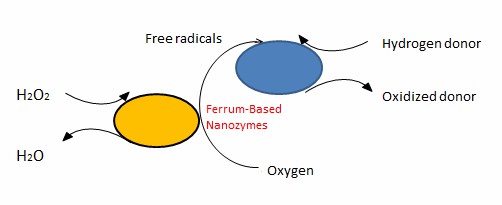 Reaction pathway for ferrum-based nanozymes.