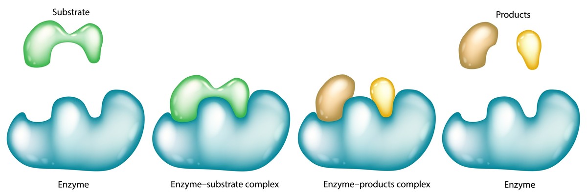 Simplified diagram of enzyme–substrate reaction mechanism