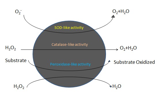 Multi-activity of Co3O4 nanozymes.