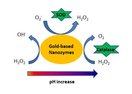 Illustration of pH-dependent enzyme-like activities of Au nanozymes.