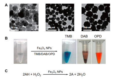 The peroxidase mimic enzyme activity of Fe3O4