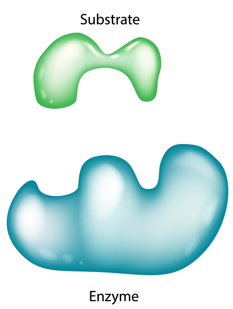Illustration of enzyme interacting with a substrate molecule