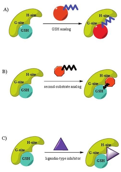 Molecular mechanism studies of enzyme inhibition