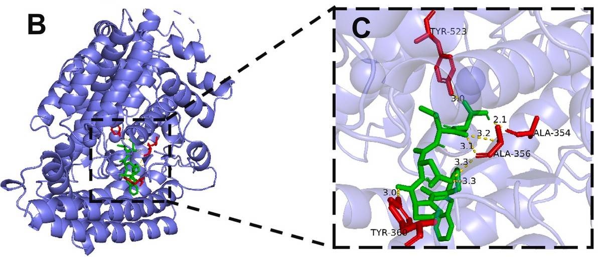 Research on the screening and inhibition mechanism of angiotensin I-converting enzyme (ACE) inhibitory peptides from tuna dark muscle