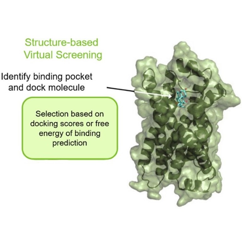 Structure-based virtual screening of enzyme inhibitors (adapted from Song et al., 2021)