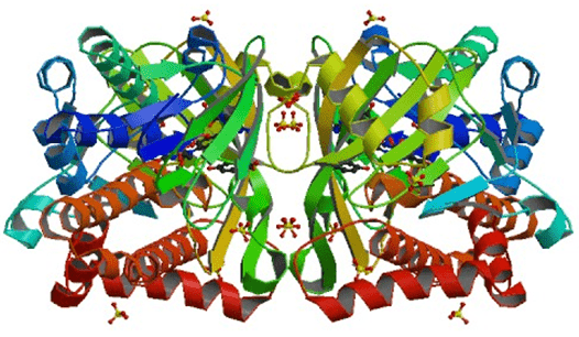 The crystal structure of 4-hydroxybenzoate 3-monooxygenase from Pseudomonas aeruginosa