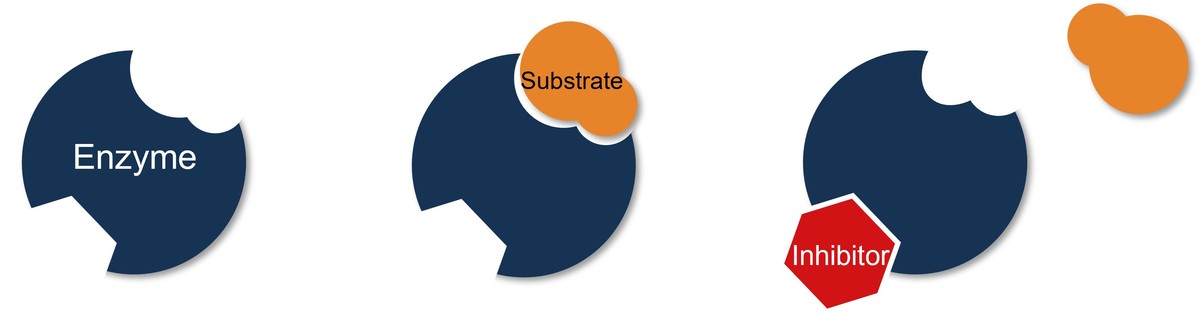 Diagram illustrating enzyme–substrate interaction and inhibitor binding mechanism
