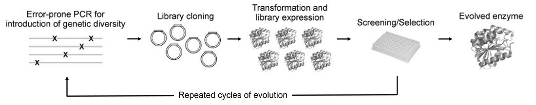 Workflow diagram of directed evolution for enzyme engineering