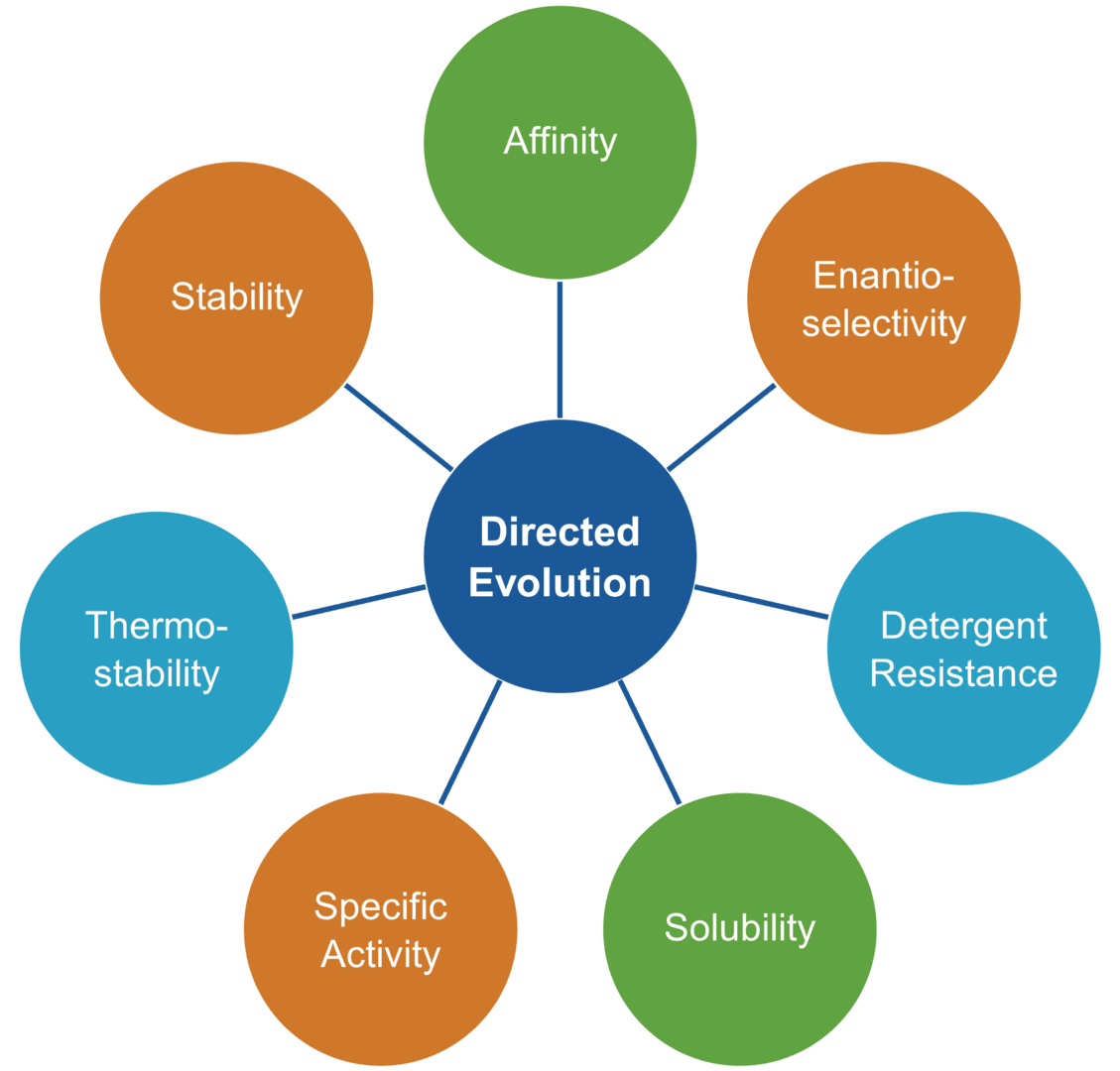 Applications of enzyme engineering by directed evolution: improving enzyme affinity, stability, selectivity, solubility and other performance traits