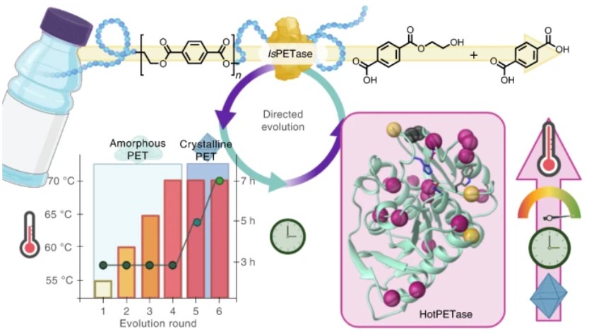 Automated high-throughput directed evolution platform for engineering robust PET-degrading enzyme variants