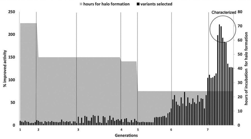 Activity screening of crude lysate during directed evolution of the Drosophila Lip3 enzyme