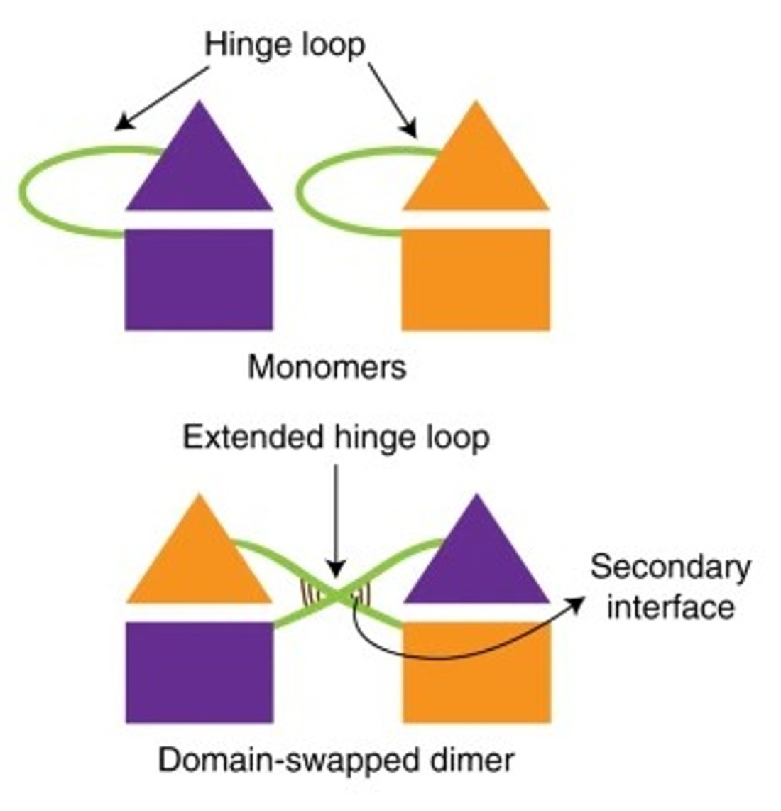 Principle of domain swapping for rational enzyme optimization