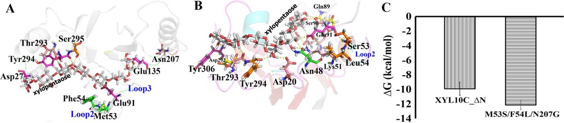 Improvement of XYL10C_∆N catalytic performance through loop engineering for lignocellulosic biomass utilization in feed and fuel industries