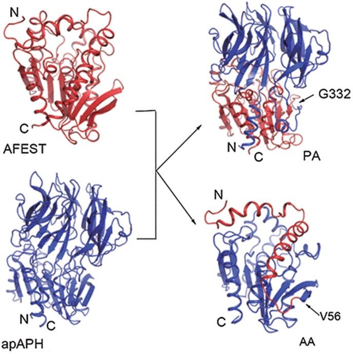Alteration of substrate specificities of thermophilic α/β hydrolases through domain swapping and domain interface optimization