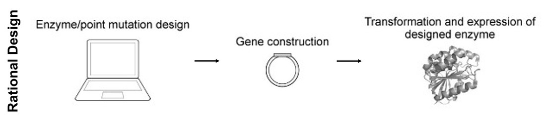 Key steps in the rational design of enzymes include designing the enzyme/point mutation, constructing the gene, and transforming and expressing the designed enzyme